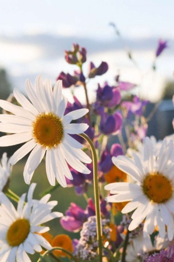 Тематическая программа ко Дню семьи, любви и верности